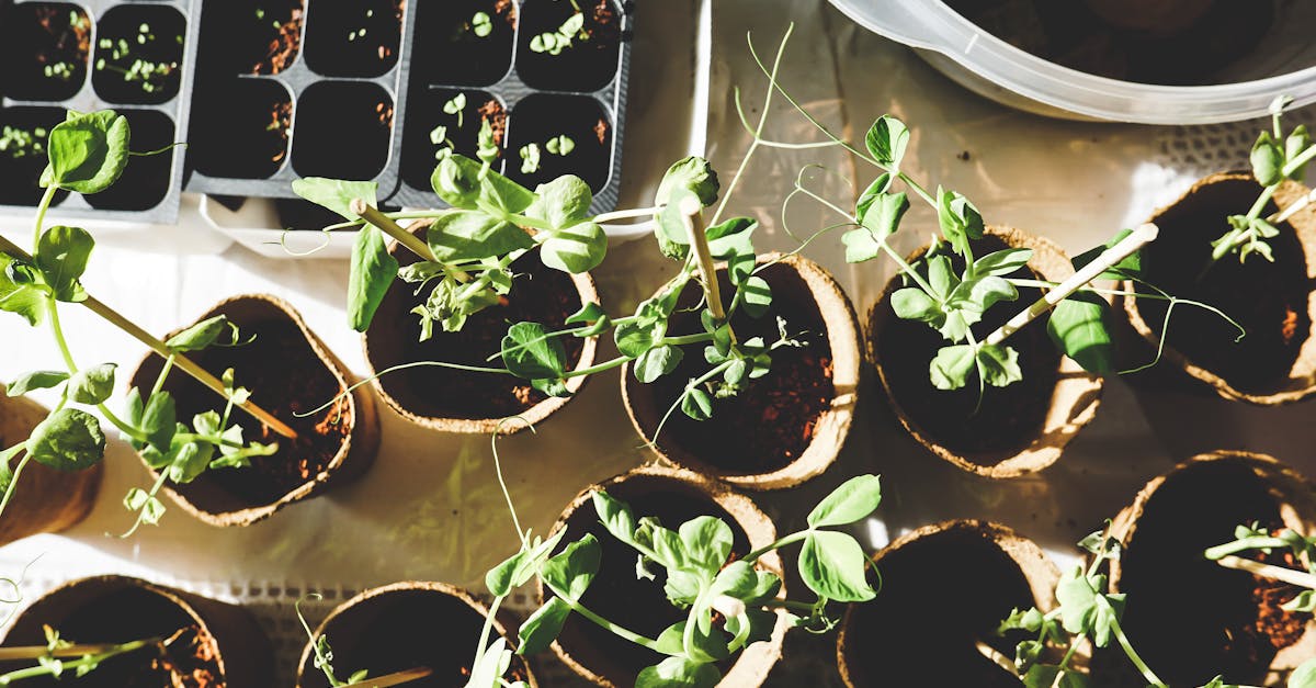 Techniques d’entretien : 5 astuces pour un jardin toujours impeccable